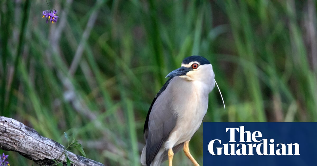 Rare heron seen at Somerset estate where river has been allowed to run free | Birds