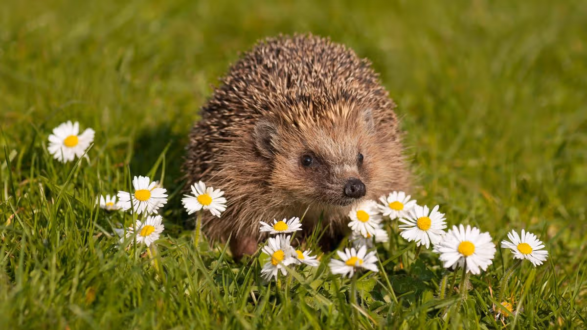 Wales Online