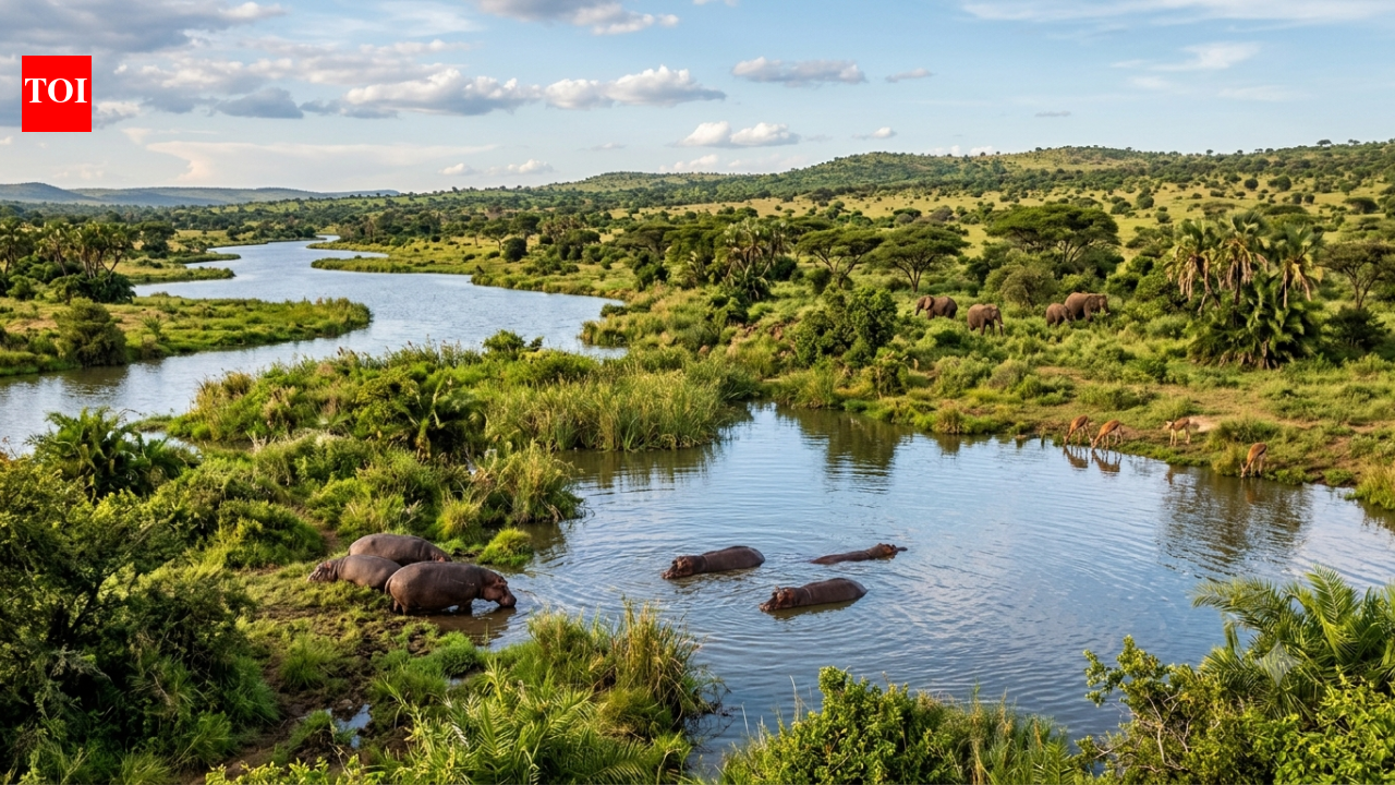 The Sahara Desert was once filled with rivers, giant lakes and hippos. Scientists explain why it turns green every 20,000 years | World News