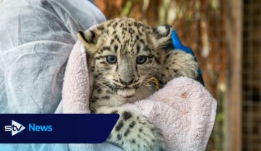 Twin snow leopards born in Highlands confirmed as boy and girl