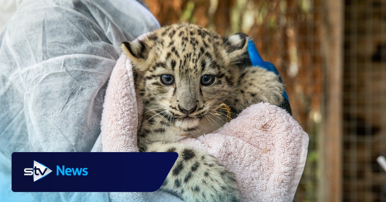 Twin snow leopards born in Highlands confirmed as boy and girl