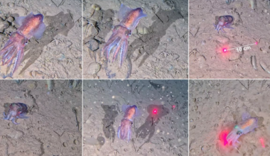 Scientists make rare discovery in Northeast Greenland National Park