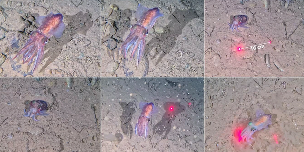 Scientists make rare discovery in Northeast Greenland National Park