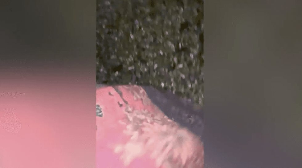 New video footage reveals moment Vickrum Digwa tells his mother to take knife away after stabbing Henry Nowak