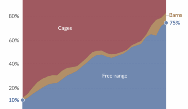 Three-quarters of eggs produced in the United Kingdom are free-range