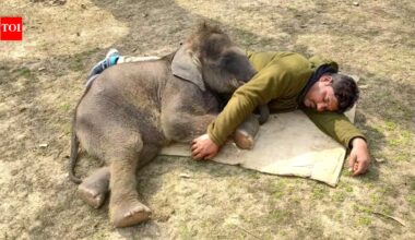 Orphaned once, Dudhwa elephant now faces separation from surrogate family | Bareilly News