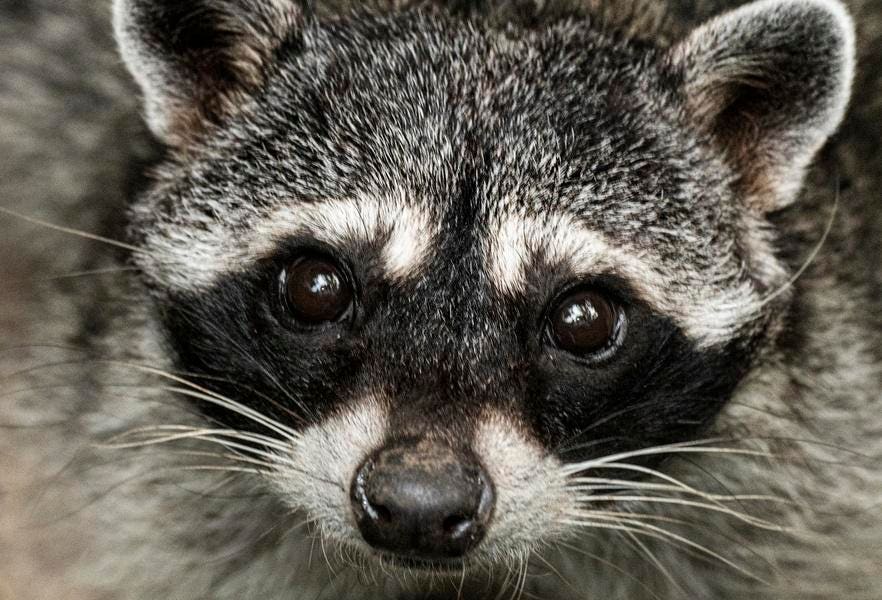 Who Is ‘Jimothy’? The Viral, Round Raccoon, Explained