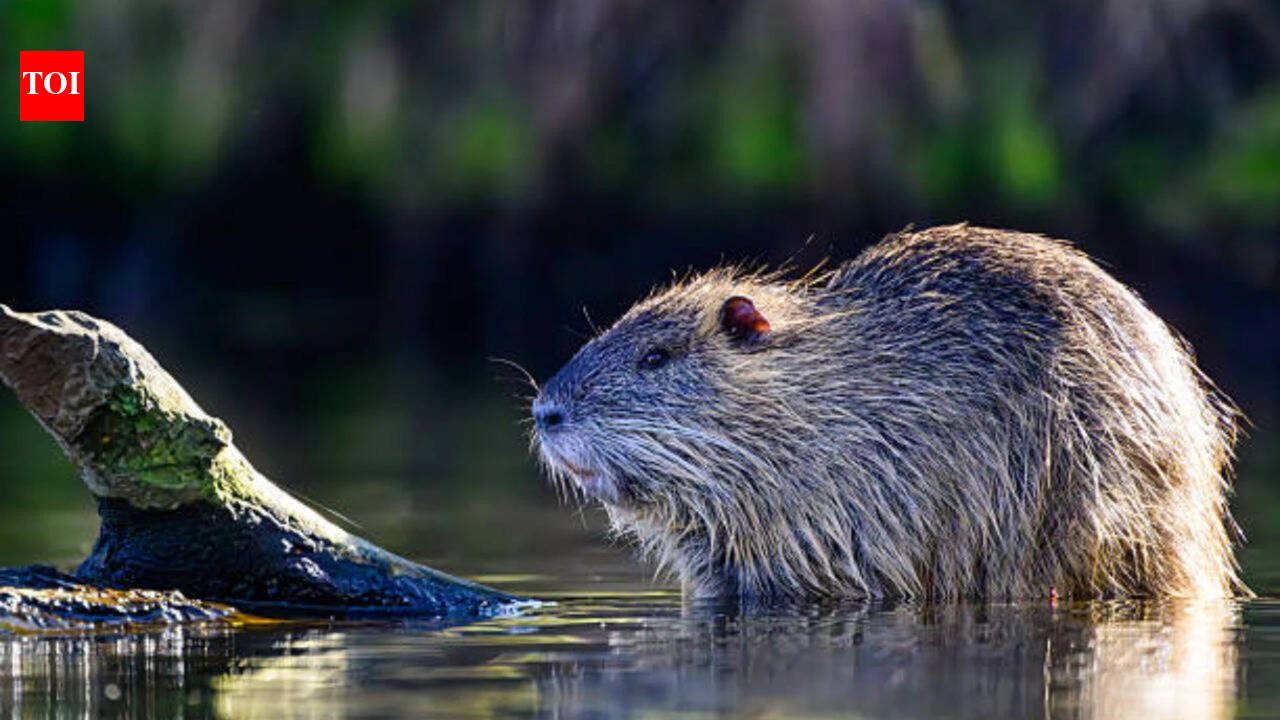 One of the world's largest rodents was imported for fur farming in North America; today it's devastating wetlands and riverbanks across US |