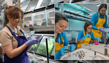 Chester Zoo saves entire species from extinction in extraordinary 'rescue mission'