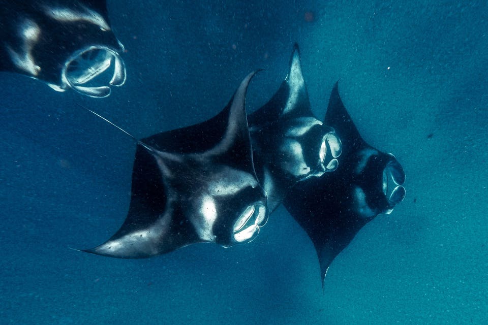 MALDIVES-ENVIRONMENT-MARINE-BIODIVERSITY