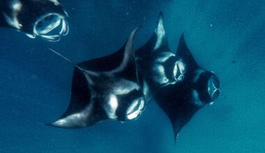 Scientists Document Sharks Scraping Against Manta Rays. But What Does It Mean?
