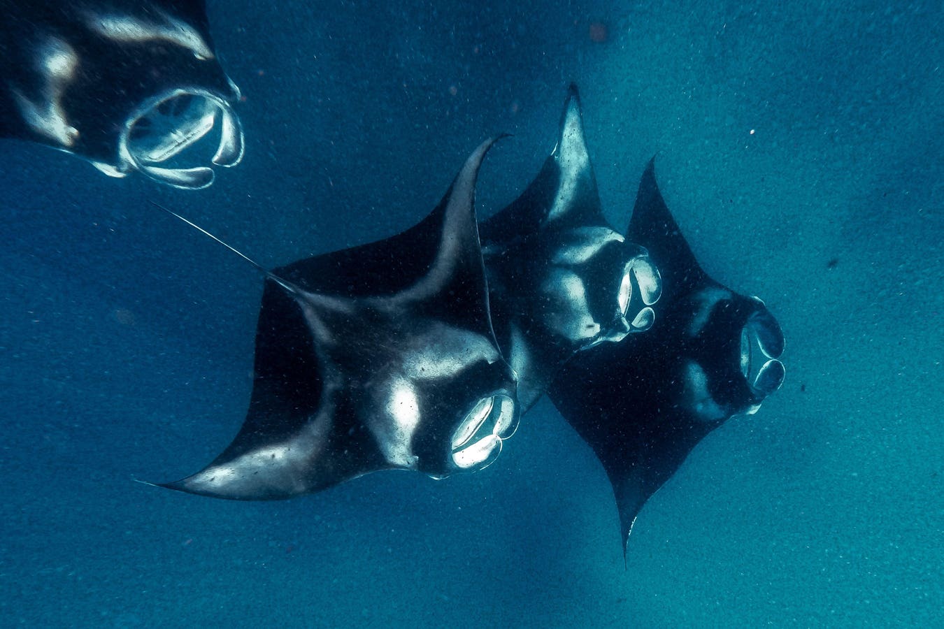 Scientists Document Sharks Scraping Against Manta Rays. But What Does It Mean?