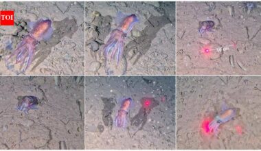 Scientists filmed this rare Arctic squid in the wild for the first time, guarding its eggs in sub-zero water inside the world’s largest national park