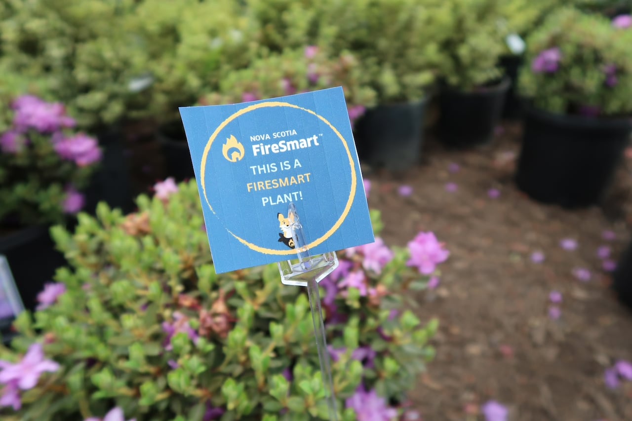 A plant is tagged with a label noting it is a FireSmart choice.
