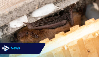 Construction firm fined after 150 bats died due to building work