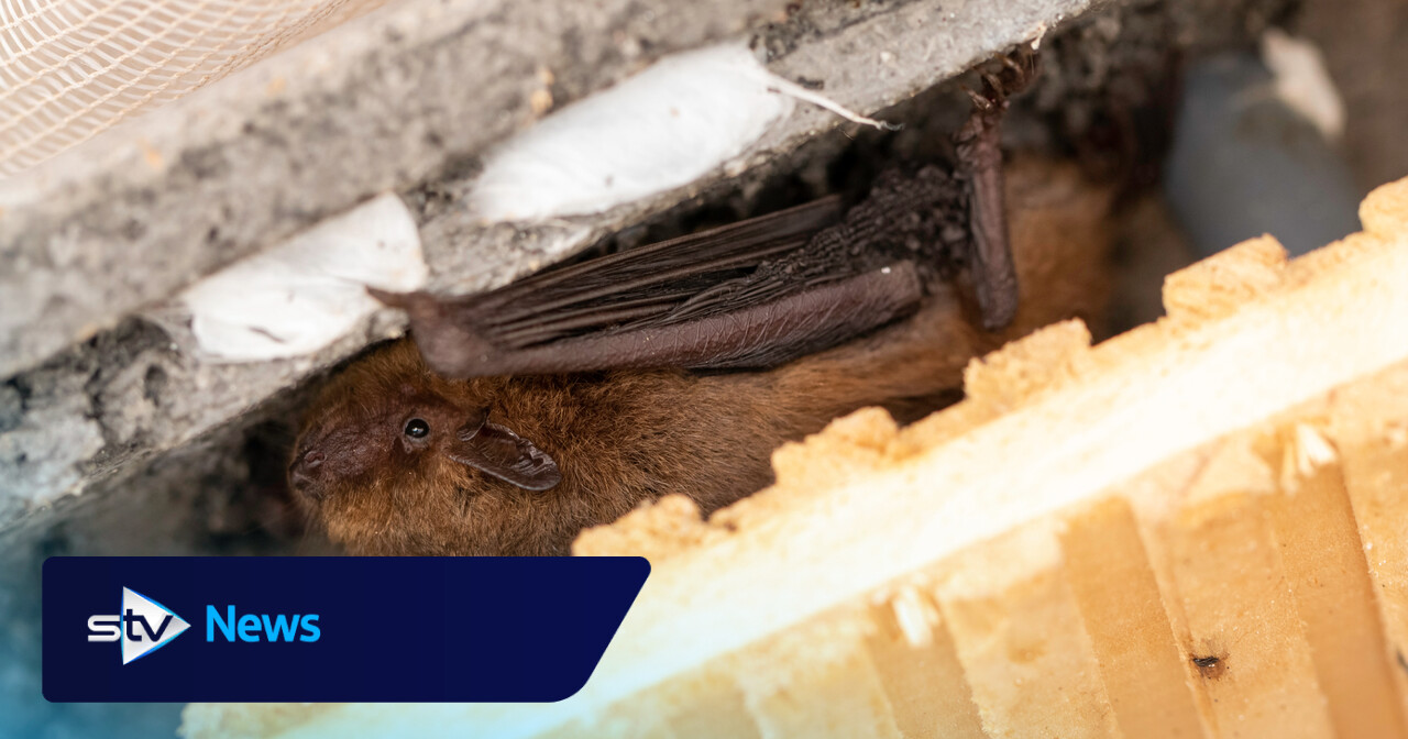 Construction firm fined after 150 bats died due to building work