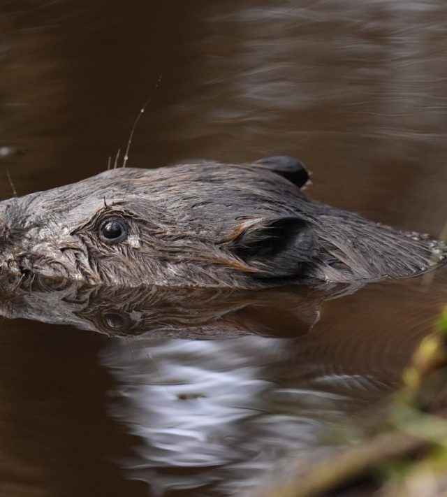 EMBARGOED TO 0001 FRIDAY SEPTEMBER 12 File photo dated 05/03/25 of a beaver swimming following a licensed release at Purbeck Heaths National Nature Reserve. Communities are being invited to discuss the potential return of beavers to the Loch Ness area. The discussion is being run by Trees for Life in partnership with Beaver Trust during September and October. Issue date: Friday September 12, 2025. PA Photo. Photo credit should read: Andrew Matthews/PA Wire