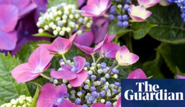 Hotter summers may force RHS to move hydrangeas to north of England | Plants