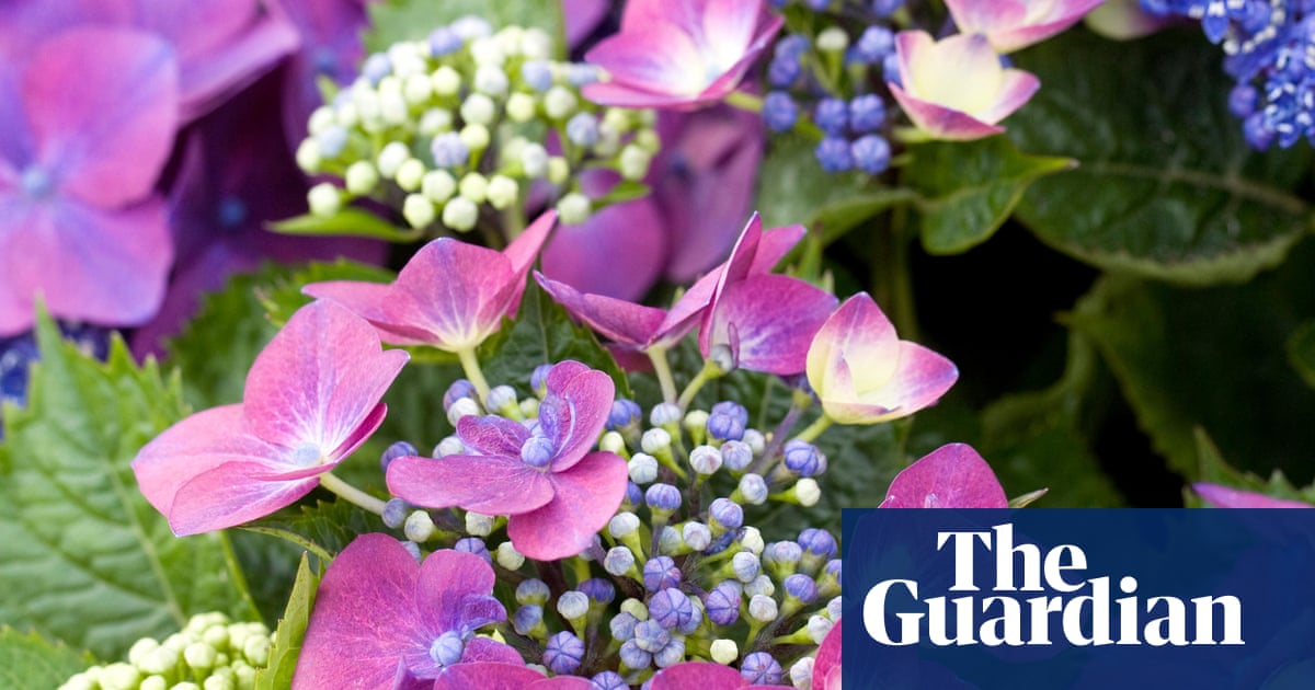 Hotter summers may force RHS to move hydrangeas to north of England | Plants