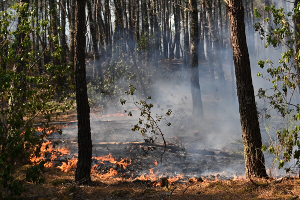 A fire burns in a forest near Claouey, during wildfires in southwestern France, Wednesday, July 29, 2026. (AP Photo/Emma Da Silva)