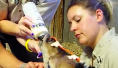 'Miracle' giraffe birth described as first of its kind - YouTube