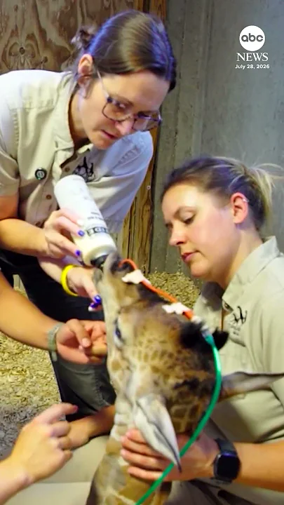 'Miracle' giraffe birth described as first of its kind - YouTube