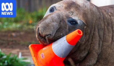 Neil the seal's damage bill and management costs revealed