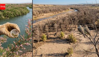 In 2001, scientists released beetles to fight an invasive tree. Years later, an endangered bird had lost 94% of its habitat along one western river | World News