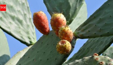 For years, Mediterranean farmers defended prickly pear against removal; a study suggests the cactus can help native plants recover on degraded drylands