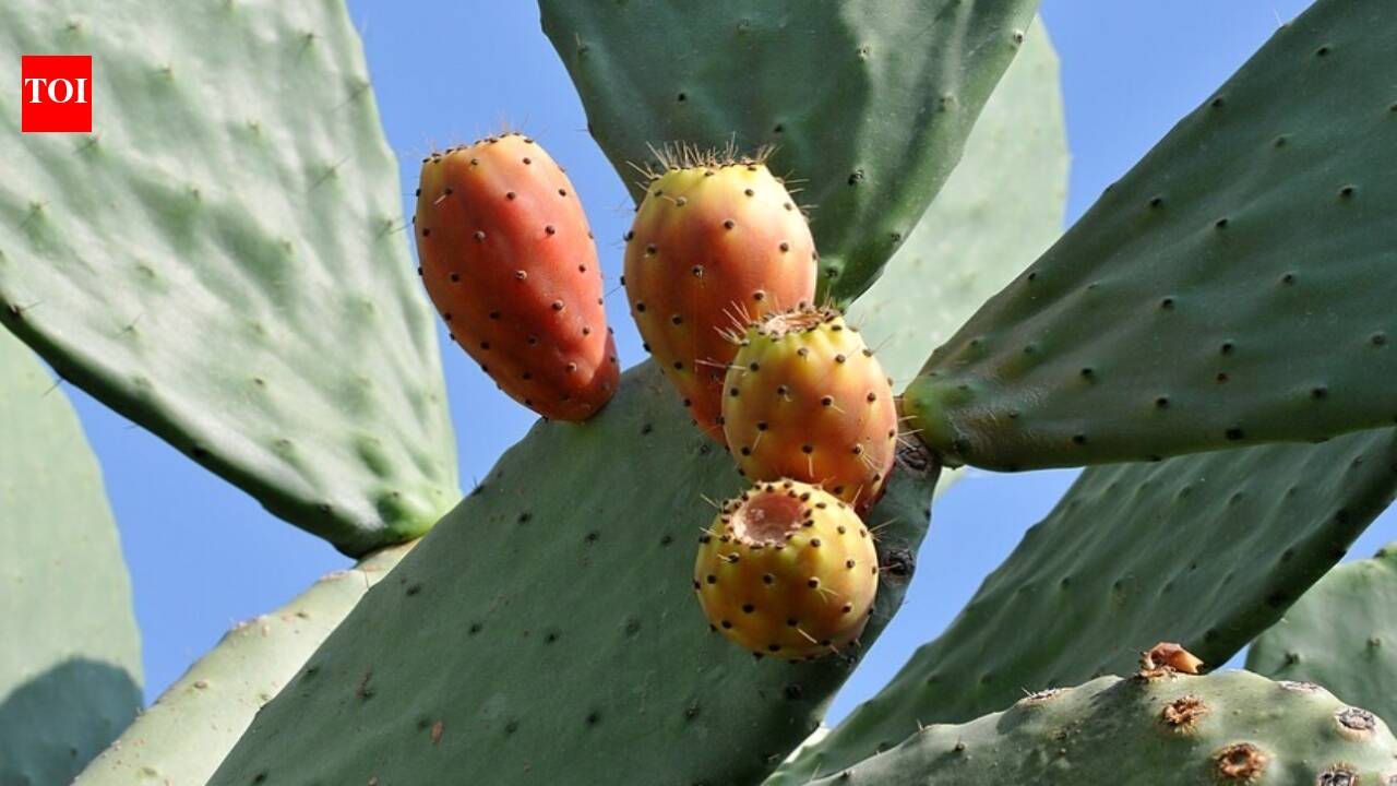 For years, Mediterranean farmers defended prickly pear against removal; a study suggests the cactus can help native plants recover on degraded drylands