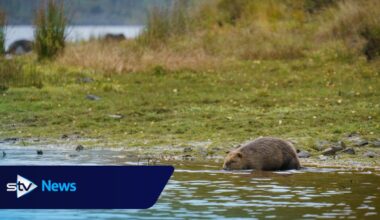 Baby beavers born in Scotland's 'most beautiful glen' for the first time in 400 years