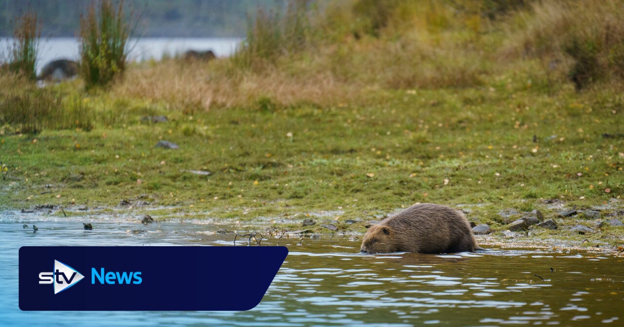 Baby beavers born in Scotland's 'most beautiful glen' for the first time in 400 years