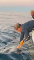 Researchers examining the largest tagged male great white shark, Contender