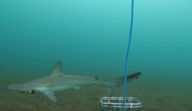 Rare shark species spotted for first time in 20 years near Galapagos Islands