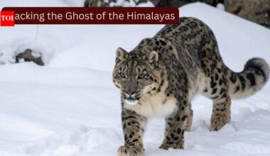 Scientists fitted GPS collars on four elusive snow leopards, known as the 'Ghosts of the Himalayas,' to uncover their secret lives; the breakthrough could transform wildlife tourism