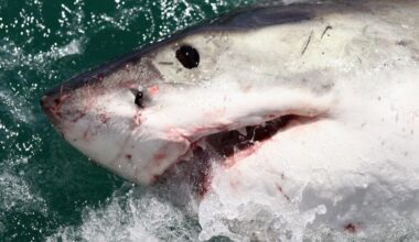 El Niño brings white shark — and sea snake — surge to California