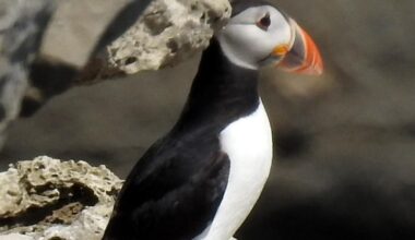 Rare puffling sighted in Purbeck Dorset after 30 years
