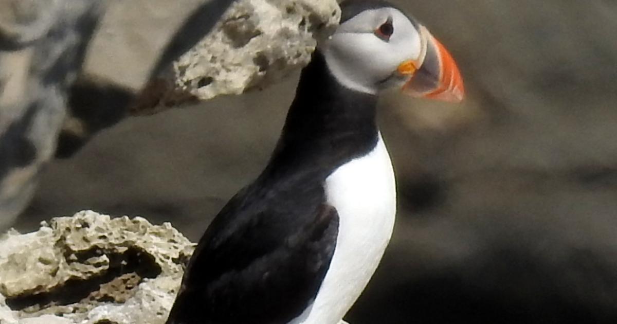 Rare puffling sighted in Purbeck Dorset after 30 years
