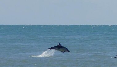 5 rare marine wildlife spotted in Brighton and Hove waters