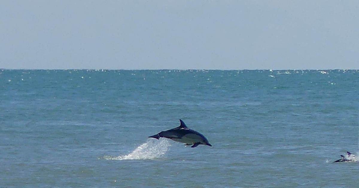 5 rare marine wildlife spotted in Brighton and Hove waters
