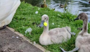 Renewed concerns at Hammonds Pond after cygnet rescue