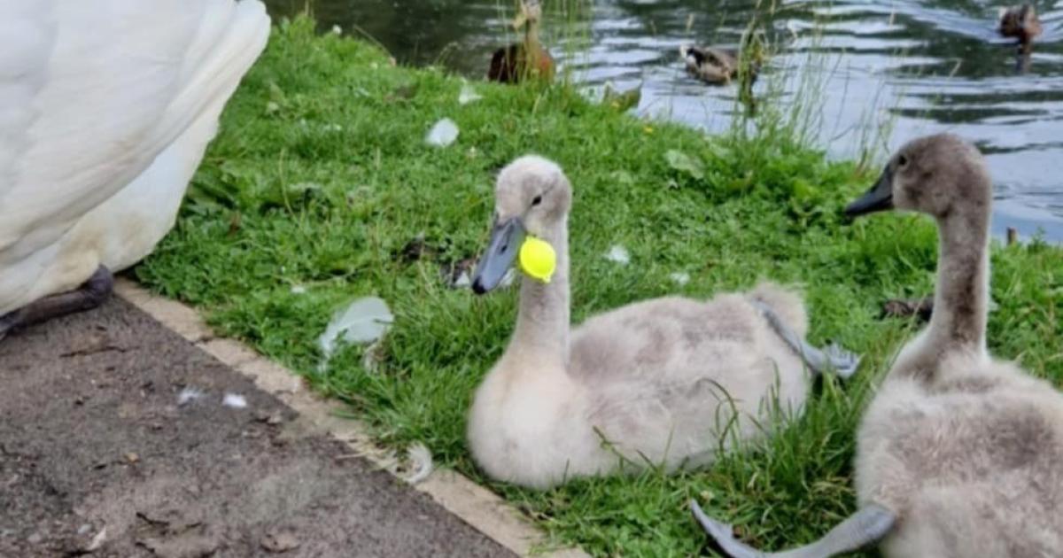 Renewed concerns at Hammonds Pond after cygnet rescue