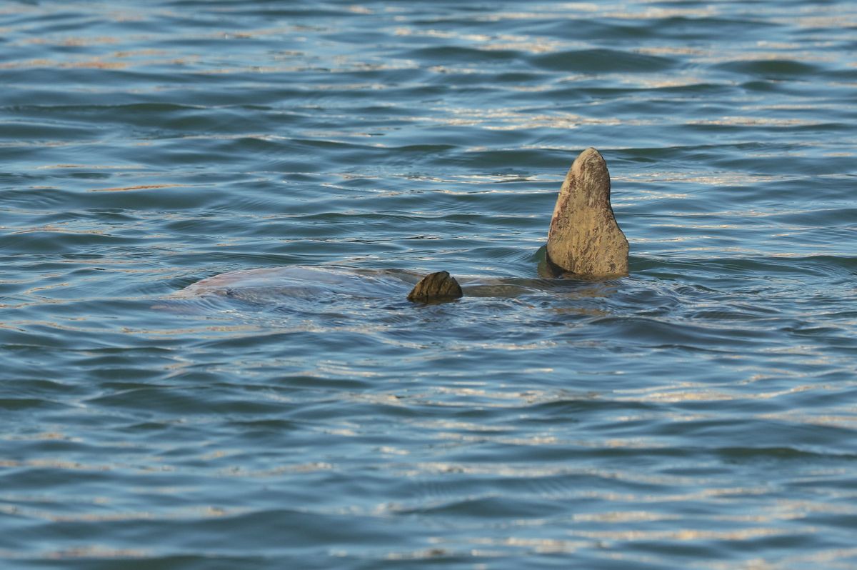 Ocean sunfish in UK waters