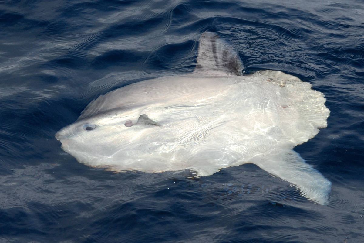 Ocean sunfish