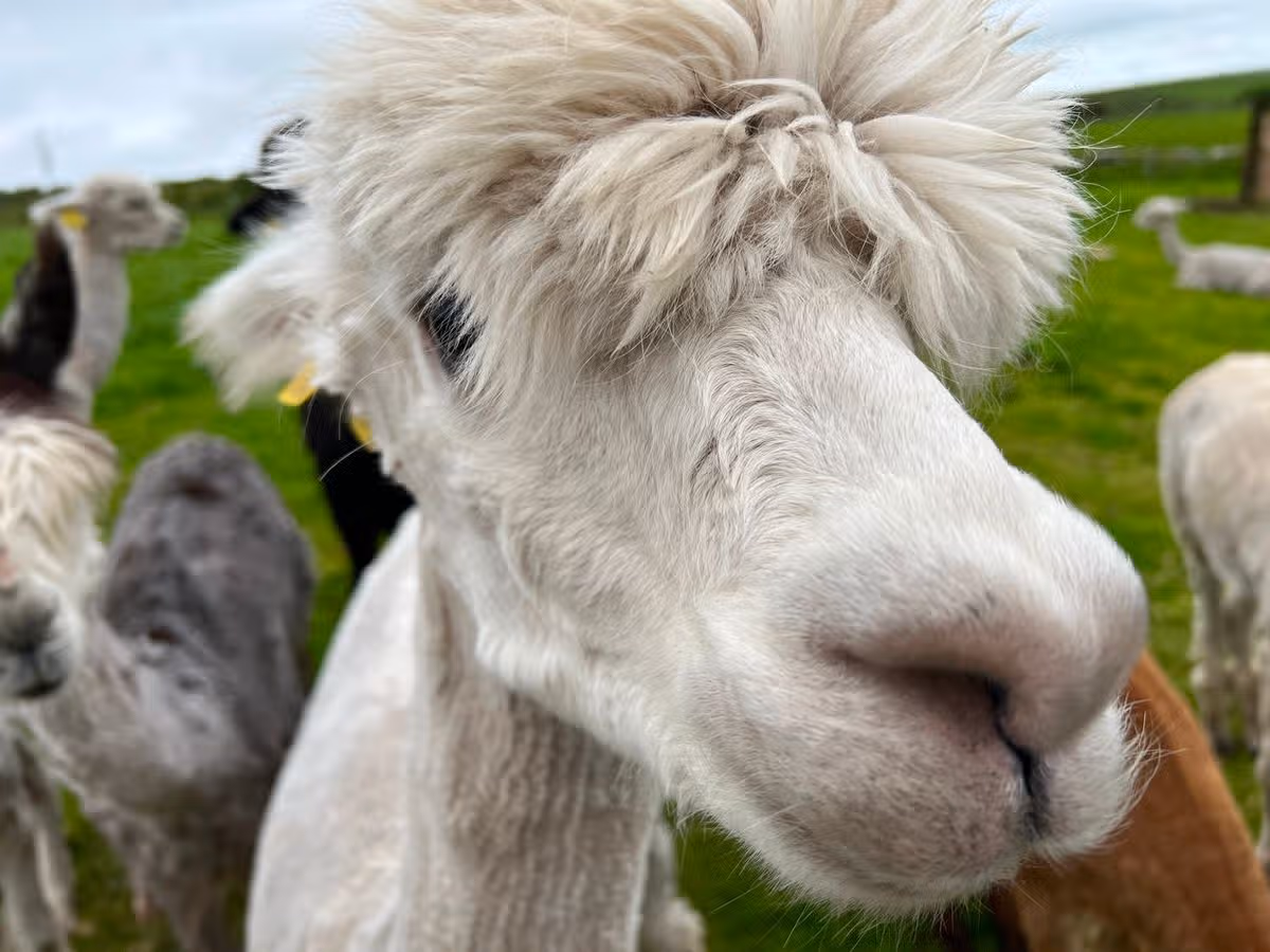 Moorview Alpaca Farm on Bodmin Moor