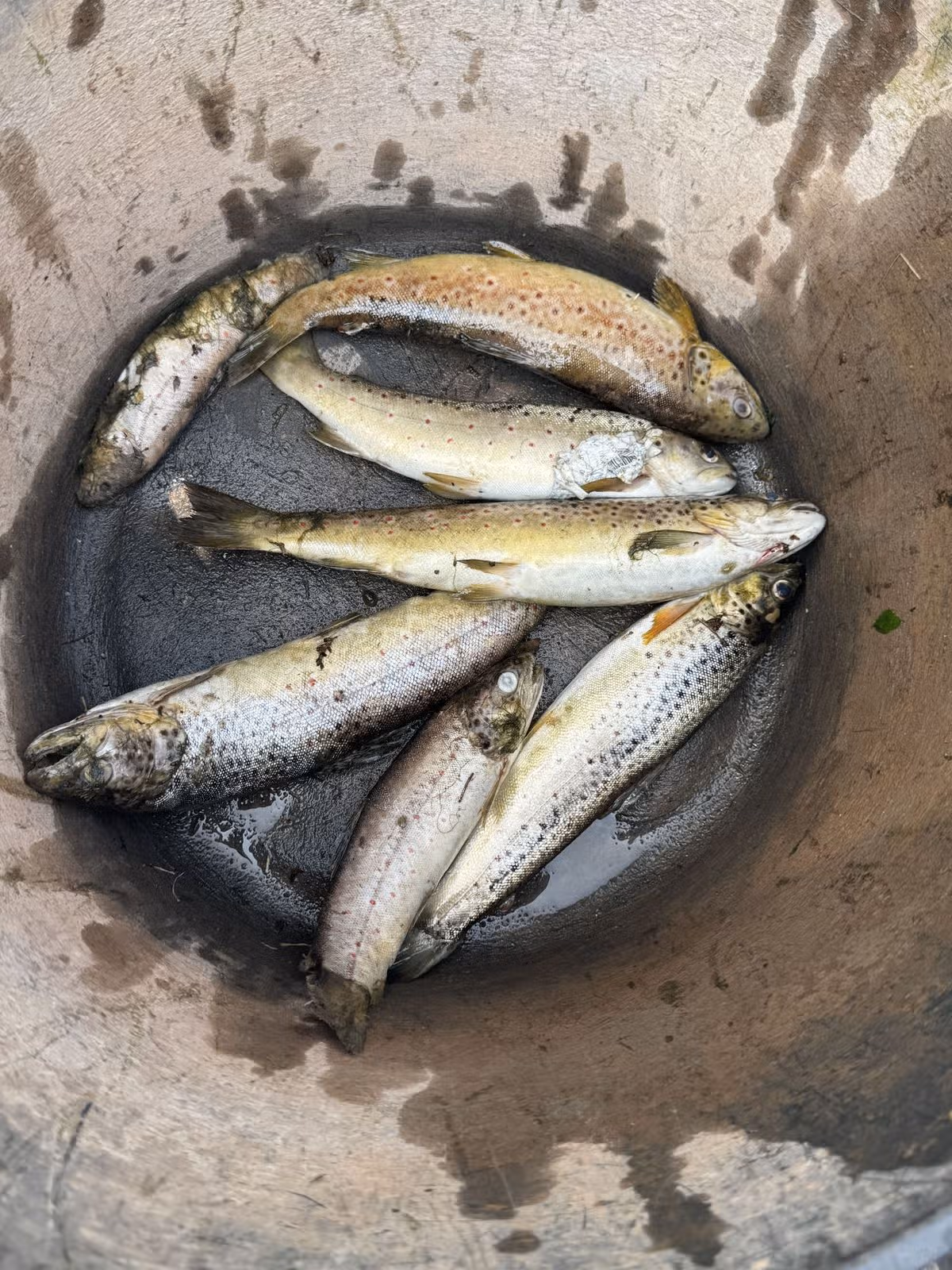 Photos of dead trout found in the River Exe