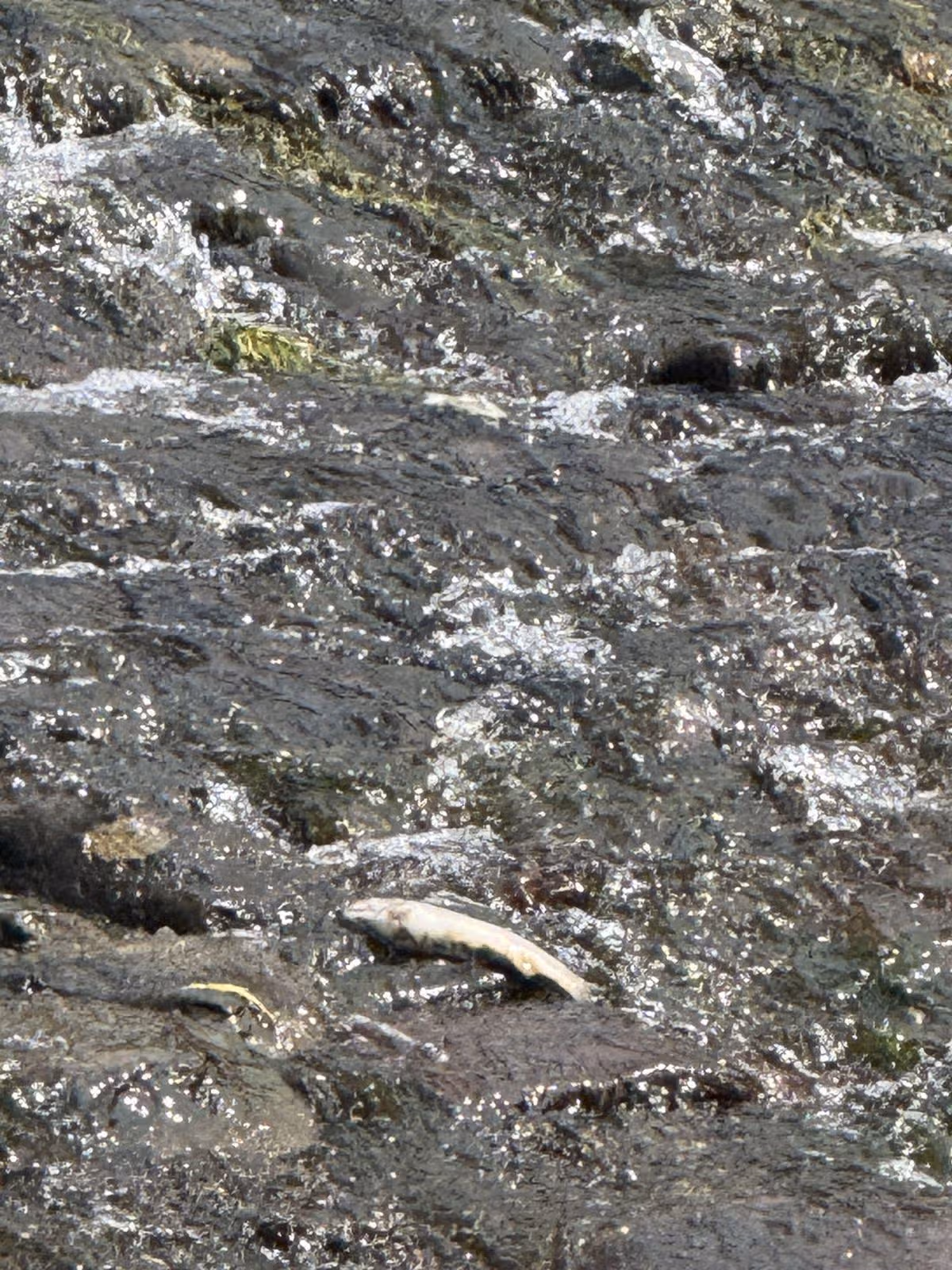 Photos of dead trout found in the River Exe