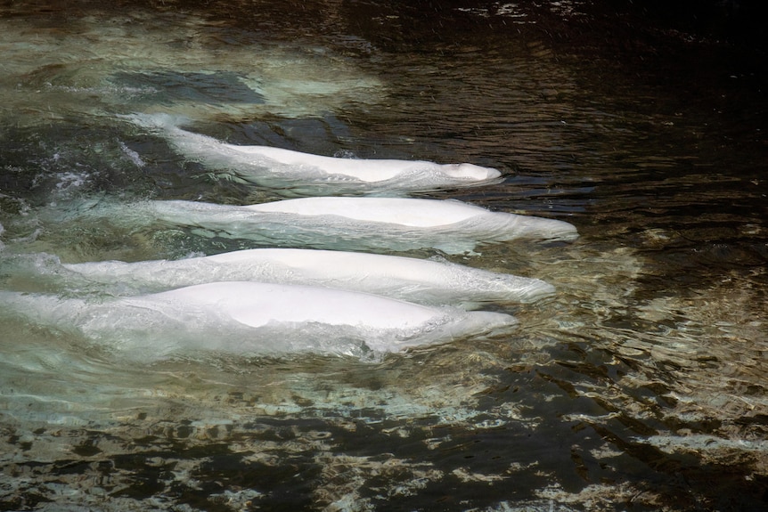 Four beluga whales swimming in shallow water.