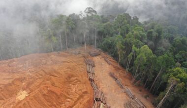 UK government to introduce mandatory due diligence regime targeting deforestation in supply chains, Sara Feijao