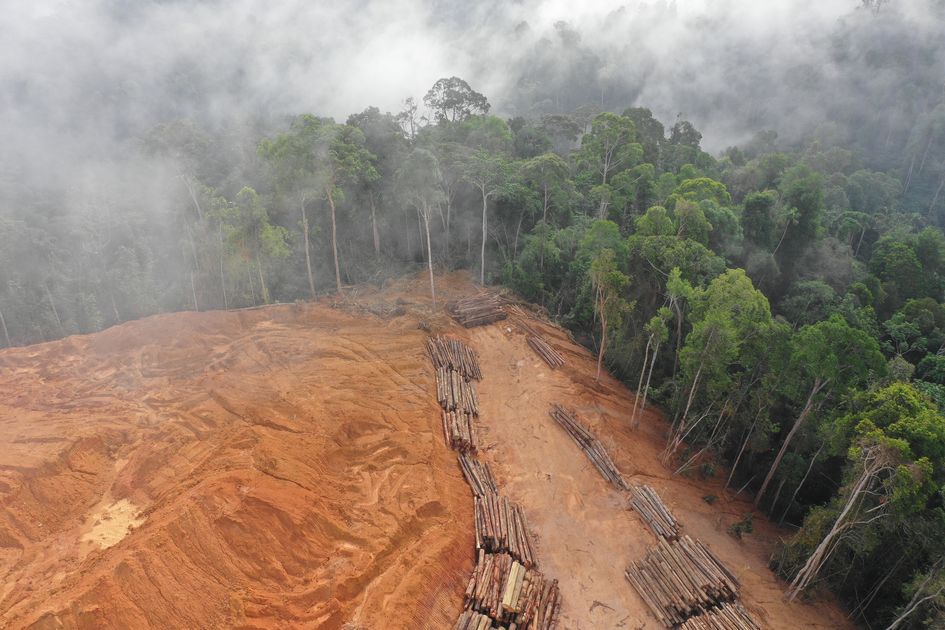 UK government to introduce mandatory due diligence regime targeting deforestation in supply chains, Sara Feijao